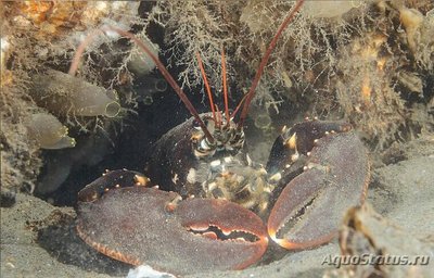 ​Европейский омар ( Homarus gammarus )