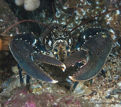 ​Европейский омар ( Homarus gammarus )