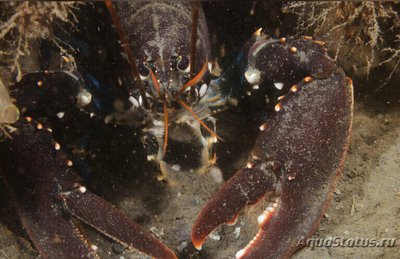 ​Европейский омар ( Homarus gammarus )