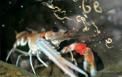 ​ Лобстер Норвежский (Nephrops norveg­icus)