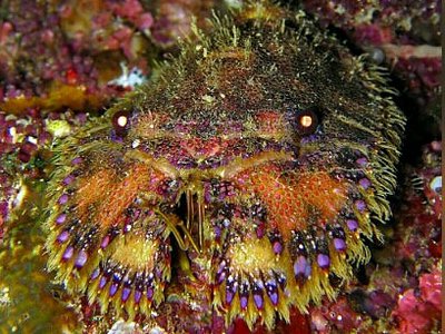 Омар-тапочка Паррибакус японский ( Parribacus japonicus )
