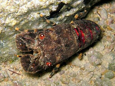 Лобстер - тапочка малый европейский Сцилларус арктус ( Scyllarus arctus )