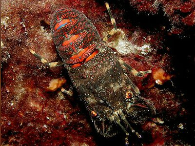 Лобстер - тапочка малый европейский Сцилларус арктус ( Scyllarus arctus )