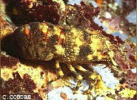 Лобстер - тапочка малый европейский Сцилларус арктус ( Scyllarus arctus )