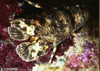 Лобстер - тапочка малый европейский Сцилларус арктус ( Scyllarus arctus )
