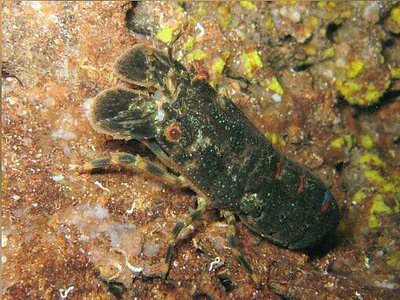 Лобстер - тапочка малый европейский Сцилларус арктус ( Scyllarus arctus )