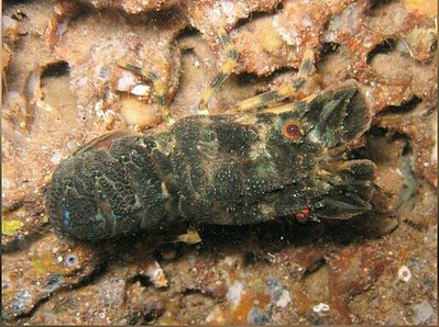 Лобстер - тапочка малый европейский Сцилларус арктус ( Scyllarus arctus )