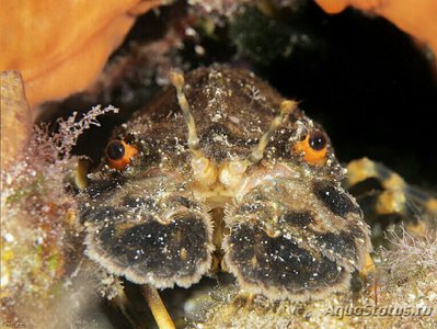 Лобстер - тапочка малый европейский Сцилларус арктус ( Scyllarus arctus )