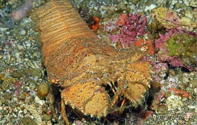 Омар-тапочка Плоског­оловый​ ( Thenus​ orientalis )