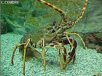 Лангуст обыкновенный , или Палинурус слоновый ( Palinurus elephas )