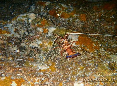Лангуст коричневый Пану­лирус​ эхинатус ( Panulirus echinatus )