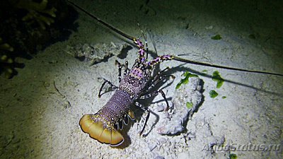 Лобстер длинноногий - коралловый Panulir­us​ longipes ( Panul­irus longipes )