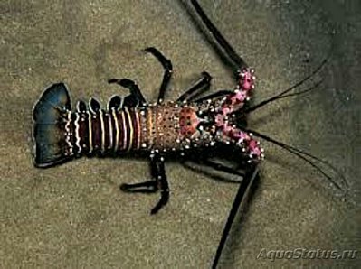 Лангуст гавайский - полосатый Панулирус маргинатус ( Panulirus marginatus )