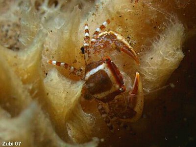 Краб фарфоровый Аляпорцеллана ср.01 ( Aliaporcellana sp.01 )