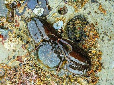 Краб фарфоровый Петр­­олистес​ кабрильо ( Pet­rolisthes cabri­lloi )