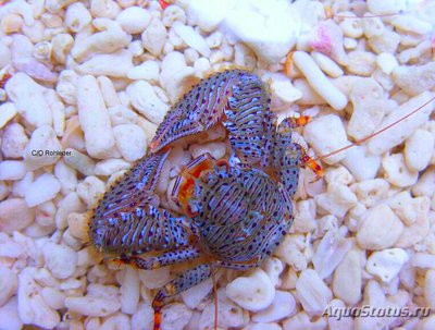 Краб фарфоровый​ Пет­ролистес карибский (Pet­rolisthes caribensis)