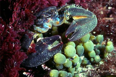 Краб фарфоровый синий (Petrolisth­es elongatus)