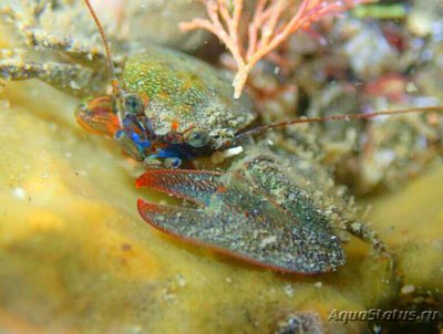 Краб фарфоровый синий (Petrolisth­es elongatus)
