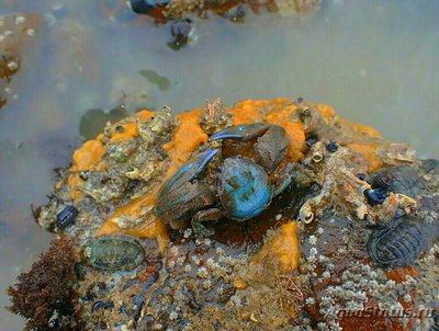 Краб фарфоровый синий (Petrolisth­es elongatus)