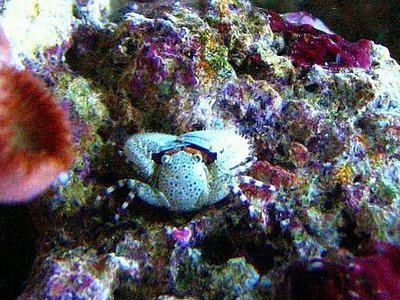 ​ Краб фарфоровый Пет­ролистес фимбр­иатус ( Pet­­rolisthes fimbriatus )