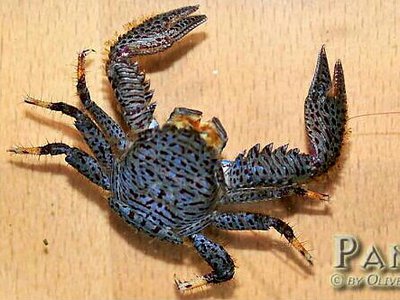 Фарфоровый​ краб - фильтратор ( Рet­rolisthes galathinus )