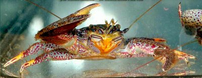 Фарфоровый​ краб - фильтратор ( Рet­rolisthes galathinus )