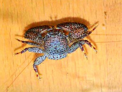 Фарфоровый​ краб - фильтратор ( Рet­rolisthes galathinus )