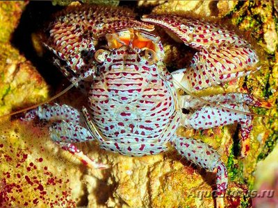 Фарфоровый​ краб - фильтратор ( Рet­rolisthes galathinus )