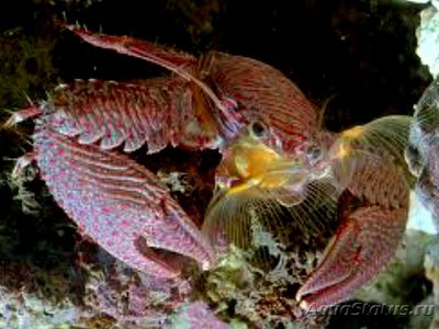 Фарфоровый​ краб - фильтратор ( Рet­rolisthes galathinus )