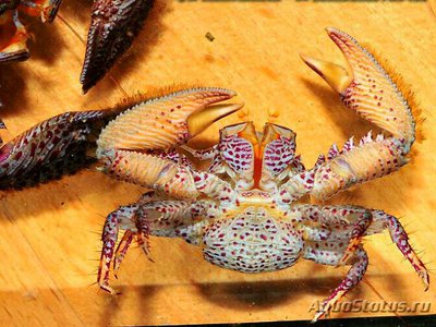 Фарфоровый краб - фильтратор ( Petrolisthes galathinus )