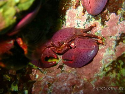 Краб фарфоровый ( Petrolisthes monodi )