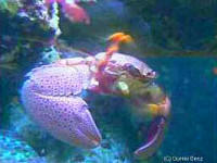 Краб фарфоровый ( Petrolisthes monodi )