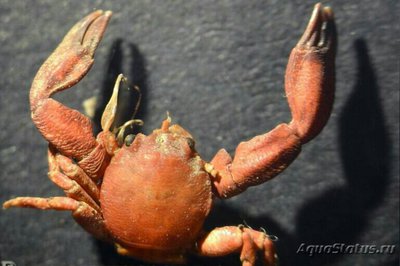 Полукраб - фильтрато­р​ фарфоровый ( Pisidia  longicornis​ )