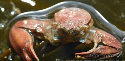 Полукраб - фильтрато­р​ фарфоровый ( Pisidia  longicornis​ )