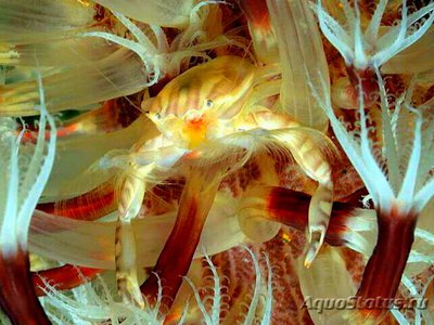 Полукраб фарфоровый  Порцелланелла хайгае ( Porcellanella haigae )