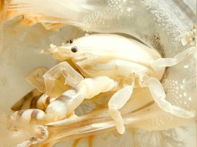 Полукраб фарфоровый  Порцелланелла хайгае ( Porcellanella haigae )