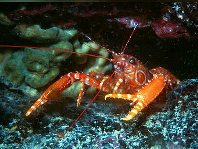 Лобстер рифовый  Эноплометоп Холтуиса ( Enoplometopus holthuisi )
