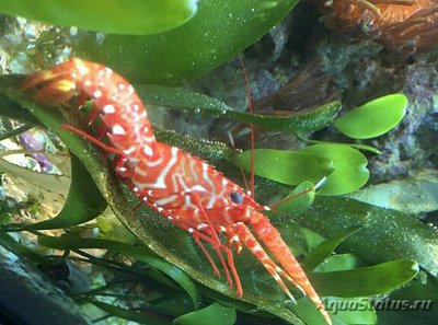 Лобстер Фойгтмана рифовый ( Enoplometopus voigtmanni )