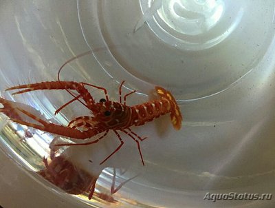 Лобстер Фойгтмана рифовый ( Enoplometopus voigtmanni )