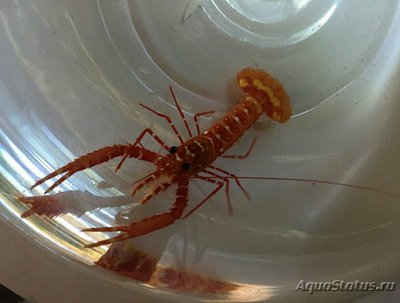 Лобстер Фойгтмана рифовый ( Enoplometopus voigtmanni )