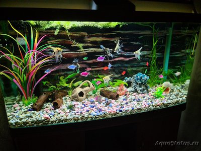 Аквариум Jebo R3100 208 литров (Dushman)