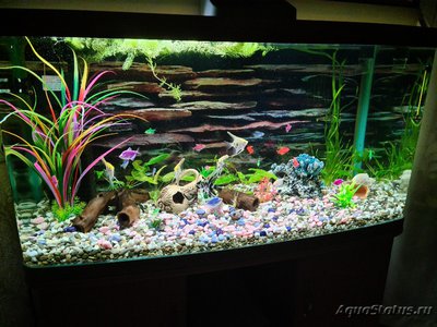 Аквариум Jebo R3100 208 литров (Dushman)