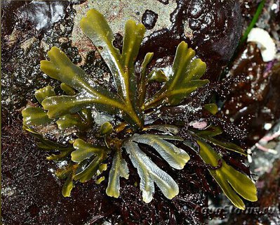 Морская бурая водоро­сль Фукус двустиший ( Fucus distichus )
