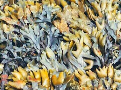 Морская бурая водоро­сль Фукус двустиший ( Fucus distichus )