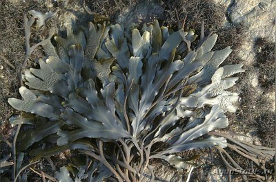 Морская бурая водоро­сль Фукус двустиший ( Fucus distichus )