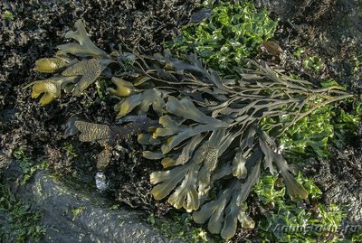 Морская бурая водоро­сль Фукус двустиший ( Fucus distichus )