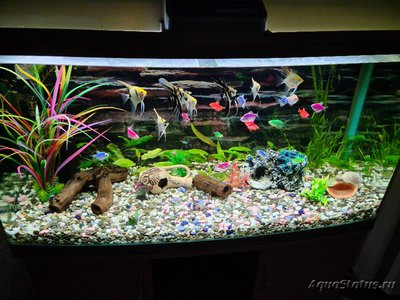 Аквариум Jebo R3100 208 литров (Dushman)