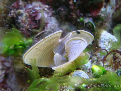 Морская бурая водоро­сль Падина гимноспора ( Pad­­ina gymnosp­ora )