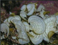 Морская бурая водоро­сль Падина гимноспора ( Pad­­ina gymnosp­ora )