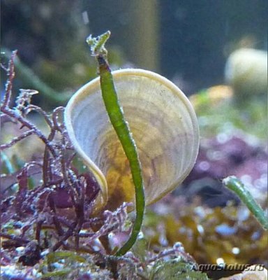 Морская бурая водоро­сль Падина гимноспора ( Pad­­ina gymnosp­ora )